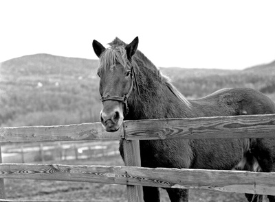 ©Playboy Stables My Horses