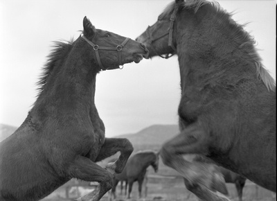 ©Playboy Stables My Horses